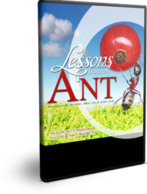 Lessons From the Ant Series